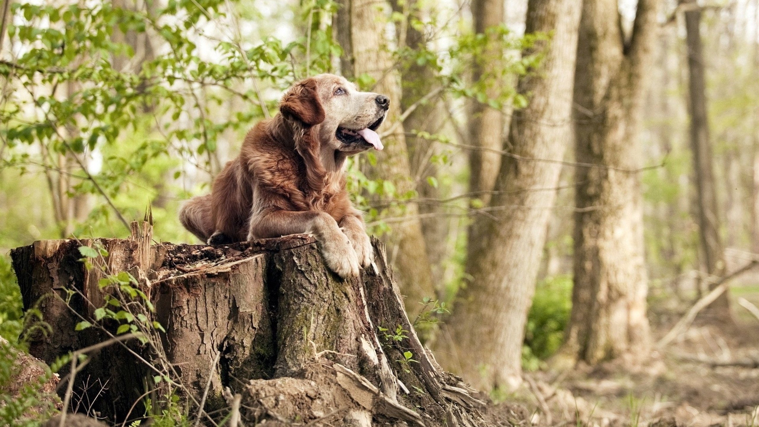 无冕之王的加冕礼，克罗地亚拆解西班牙，奥利维耶一击洞穿传控圣殿
