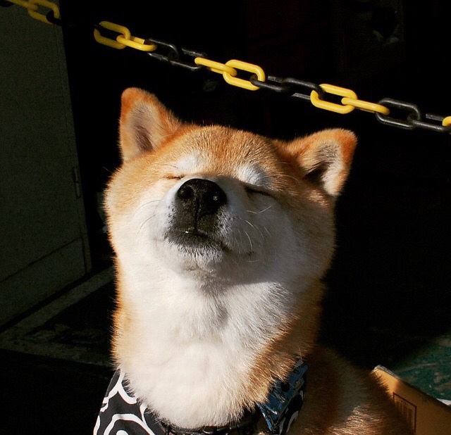 篮球与星辰，当活塞力克灰熊，库里在维度裂痕中接管比赛