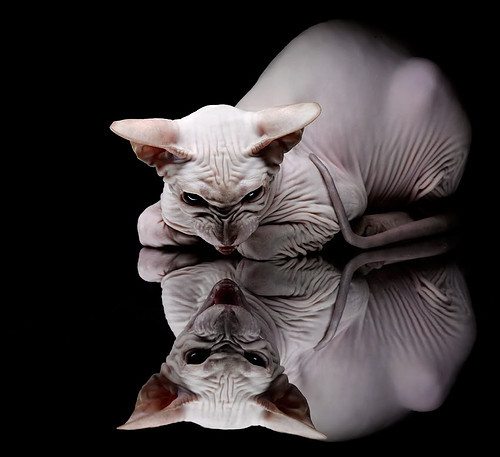 当法甲雄狮遭遇非洲雄鹰,库尔图瓦的硬仗之王试金石