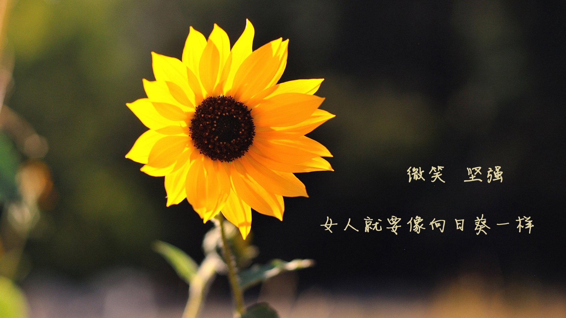 节奏大师的赋格曲，西亚卡姆引领开拓者轻取奇才