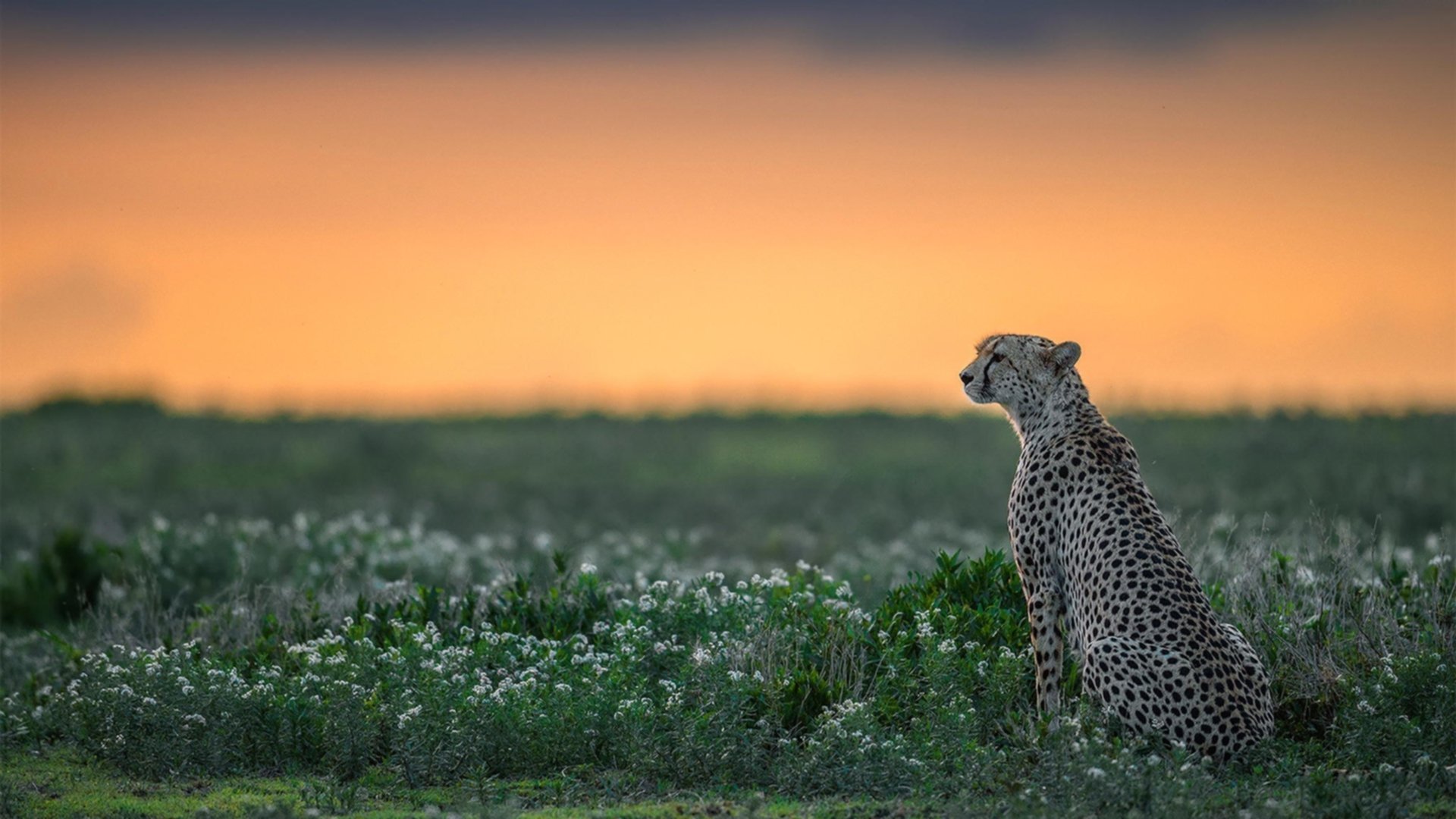 一人主宰，全队共振，霍勒迪爆发背后，广厦如何织就压制热火的战术天网