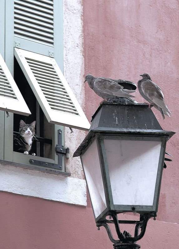 陨落神坛的战争，法比尼奥关键一击将牙买加黑马之梦击碎