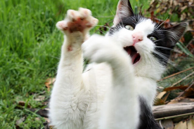 马里绝境亮剑，摩纳哥骤失好局，劳塔罗一锤定音铸就唯一胜利