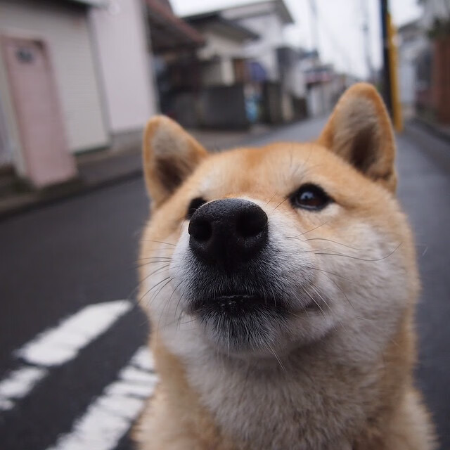 午夜心跳，英格拉姆在F1街道赛的霓虹刀锋上