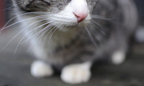 篮筐下的绿茵幽灵，当拉什福德统治了NBA季后赛之夜