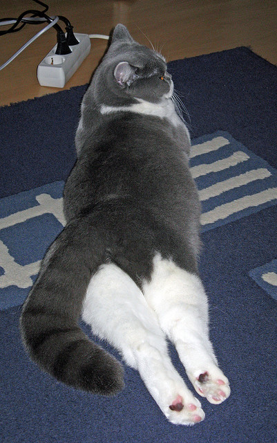 1.5秒封喉，当武切维奇的火热撞上东契奇的唯一