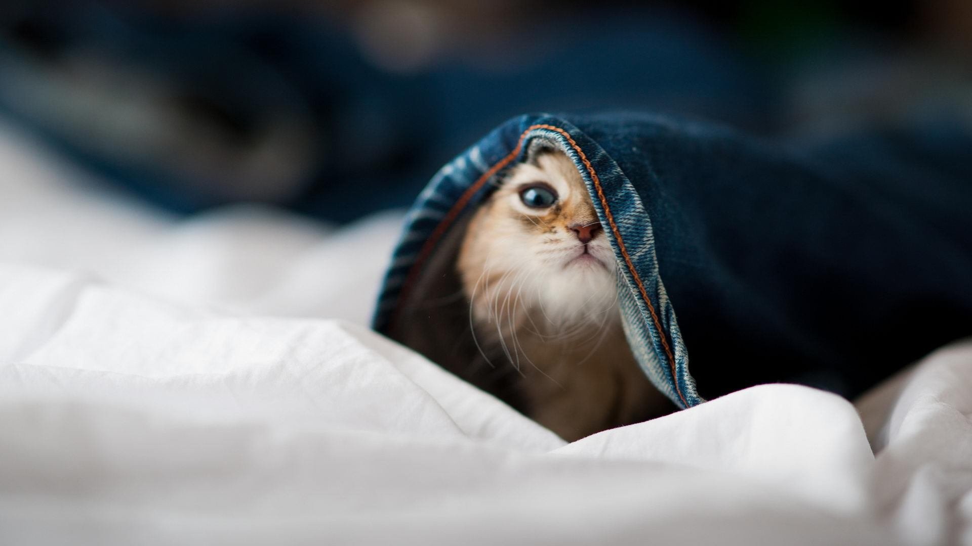 定义伟大的一夜，拜仁的绝境血性与萨卡的青春宣言