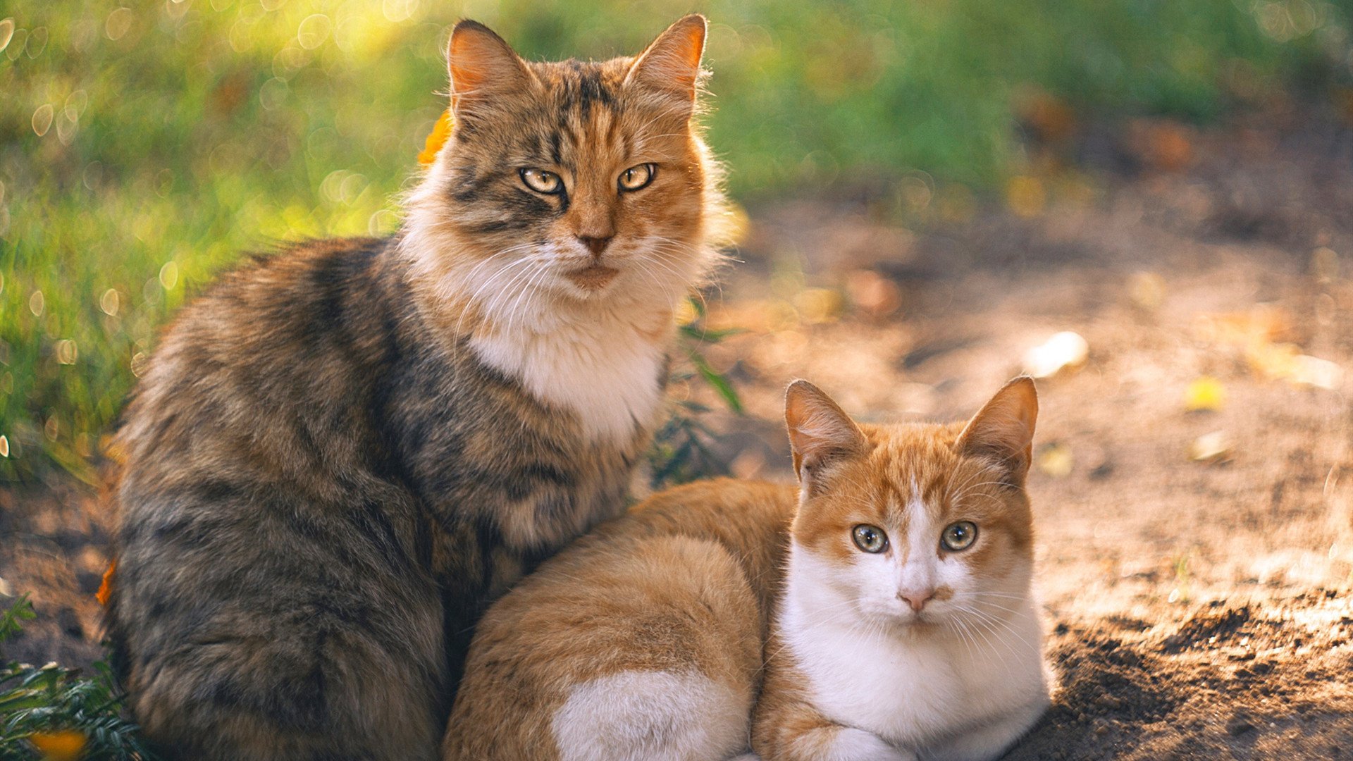 当世界杯的聚光灯遇上篮球场上的冷面杀手，伦纳德的舞台越大越强