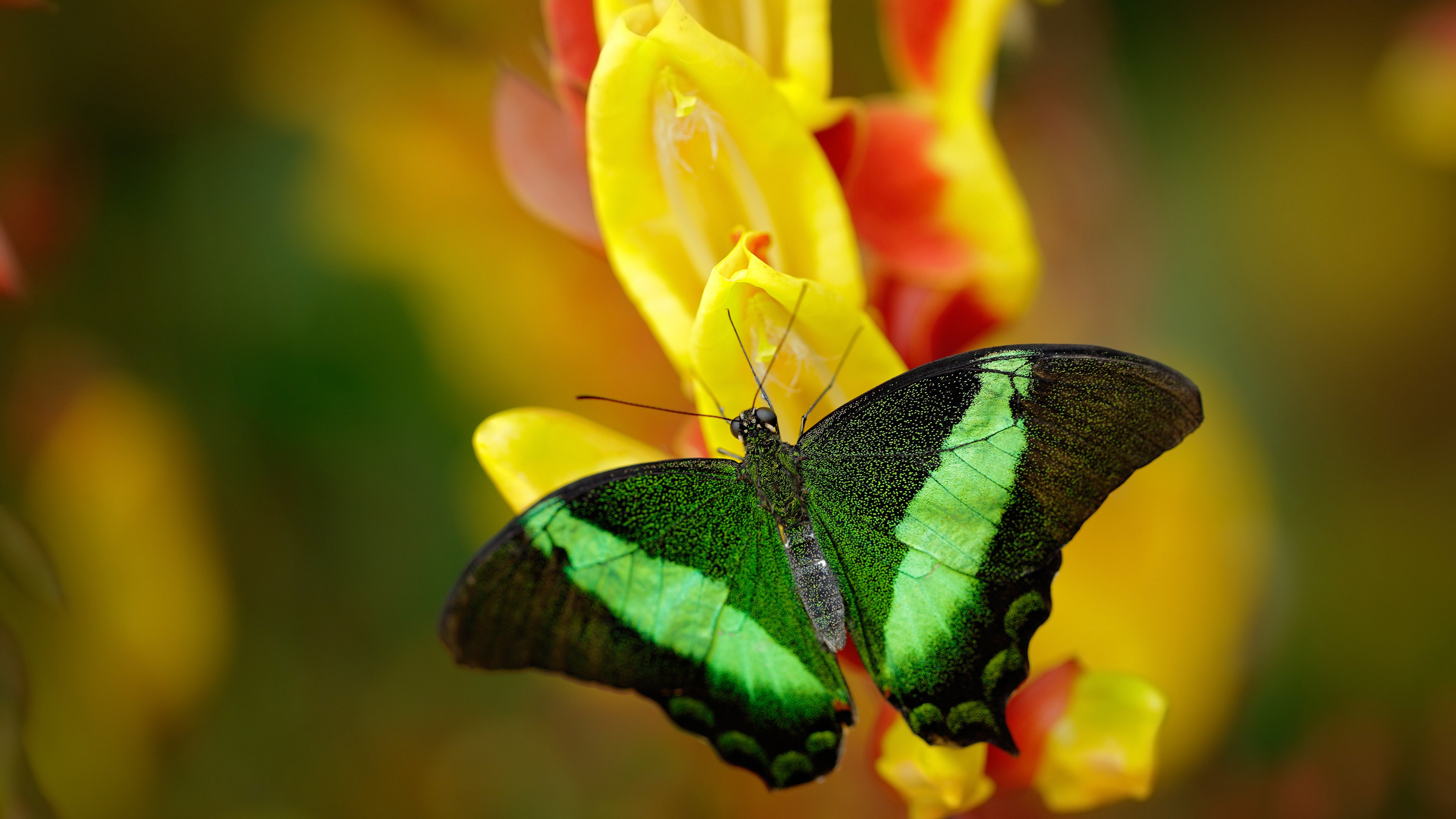 爱游戏下载-狭路相逢，浓眉是那枚唯一的钥匙，山西队如何靠一人突围吉林铁壁