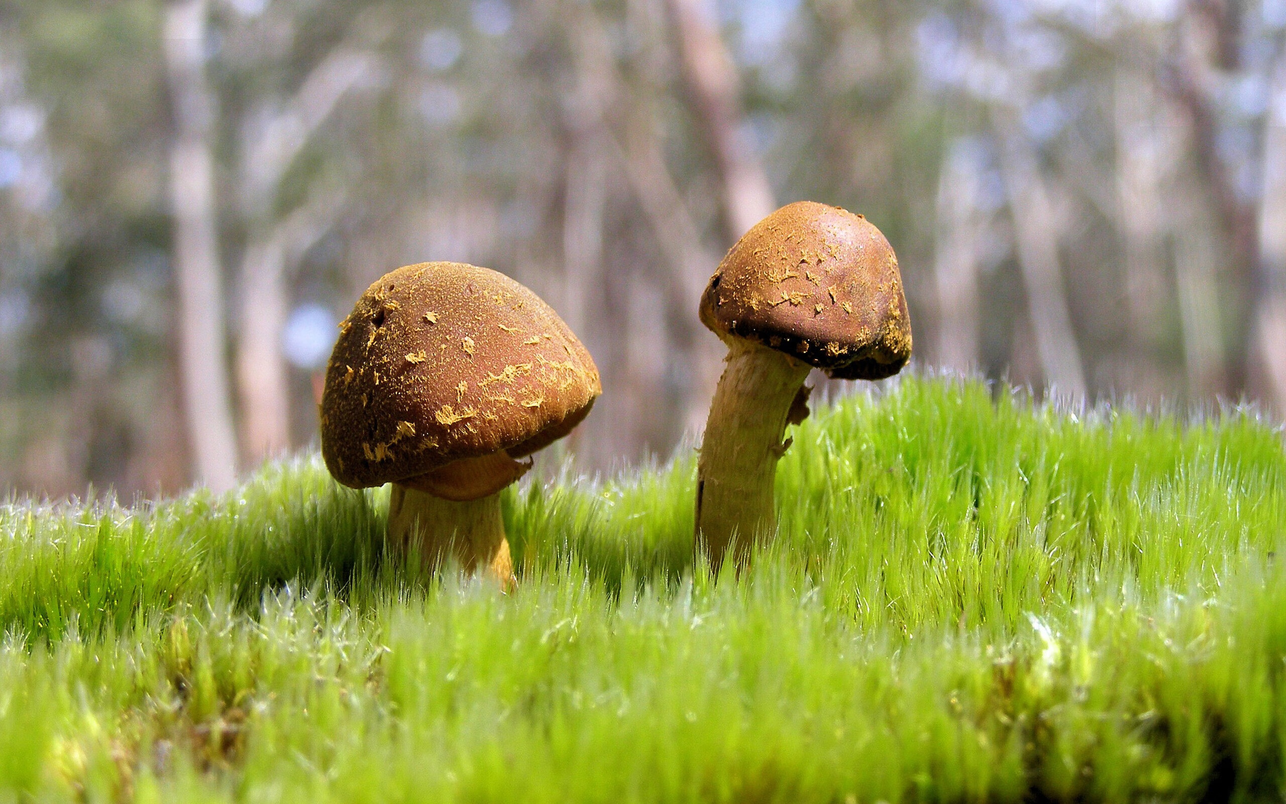 爱游戏在线-完美与风暴，当英格拉姆的画作被猛龙的末节撕碎